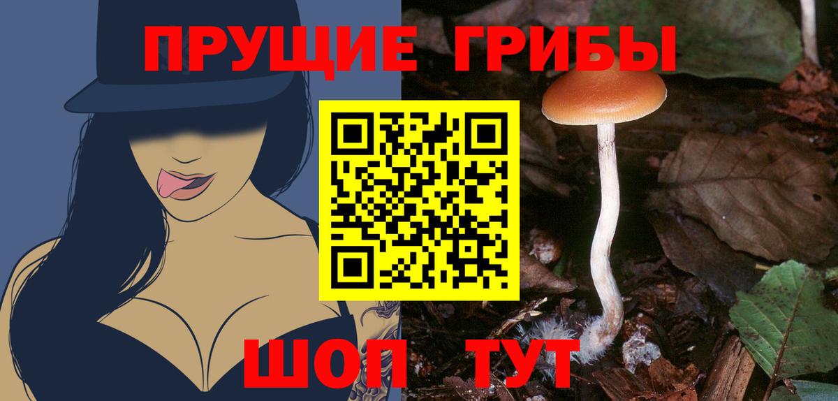 Галлюциногенные грибы Psilocybine cubensis Барнаул